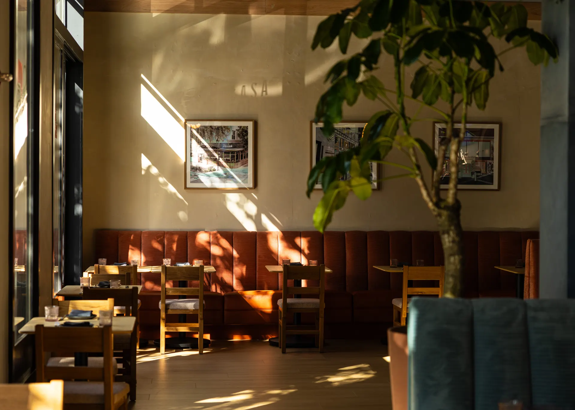 A window table under the ficus at Casa Sofia, San Francisco